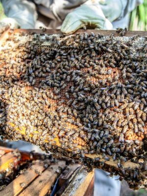 Beekeeper inspecting honeycomb full of bees in San Marcos, Colombia.