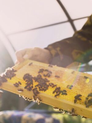 Close-up of a beekeeper examining a honeycomb frame in a sun-drenched apiary.