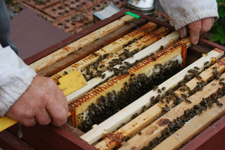 Close-up of beekeeping activity showing a beekeeper handling honeycomb frames with honeybees.