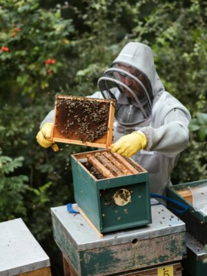 Male beekeeper in protective helmet and gloves holding honeycomb while standing near beehive in countryside